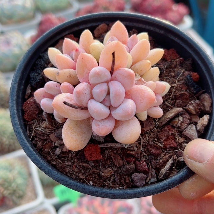 精品多肉植物老桩