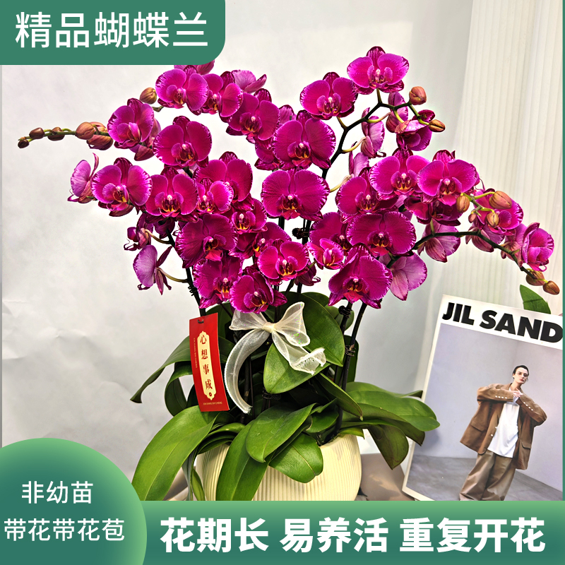 《福星高照》欧品红色系带闪边蝴蝶兰 鲜花绿植 送礼 礼品 室内绿植