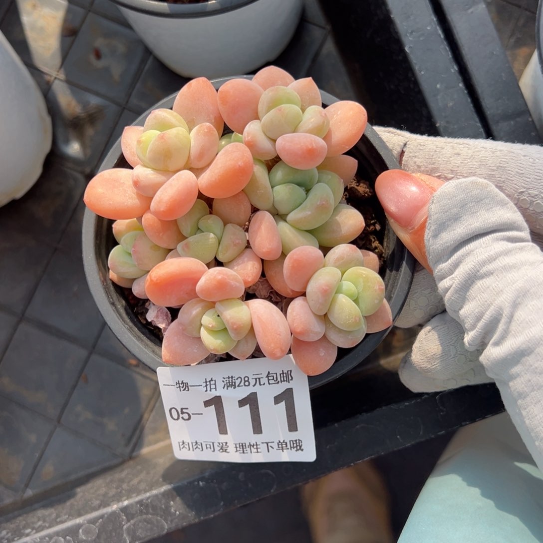 桔子洛神多肉多肉多肉