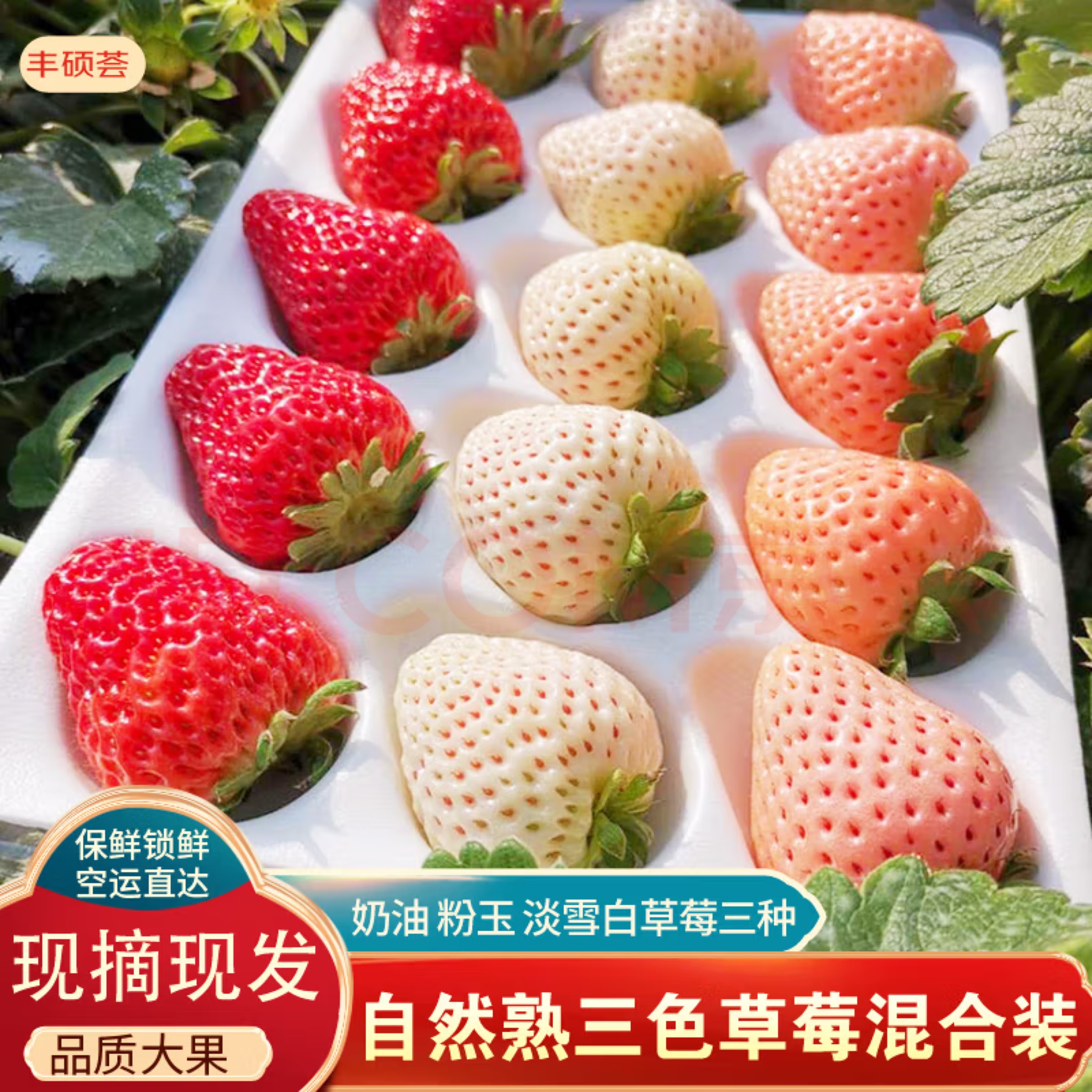 甜王粉玉淡雪白雪草莓三色草莓净重1.2斤3盒单果15g起【京东快递】