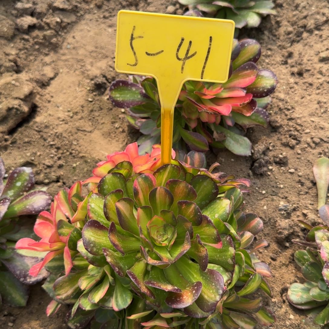 5-41---多头多肉植物