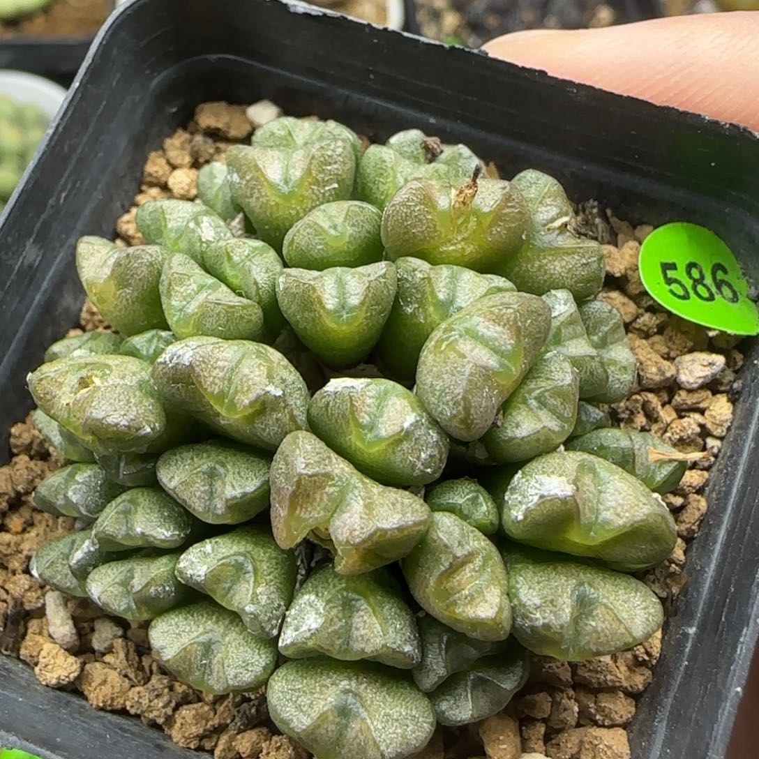 漂漂亮亮多肉植物586