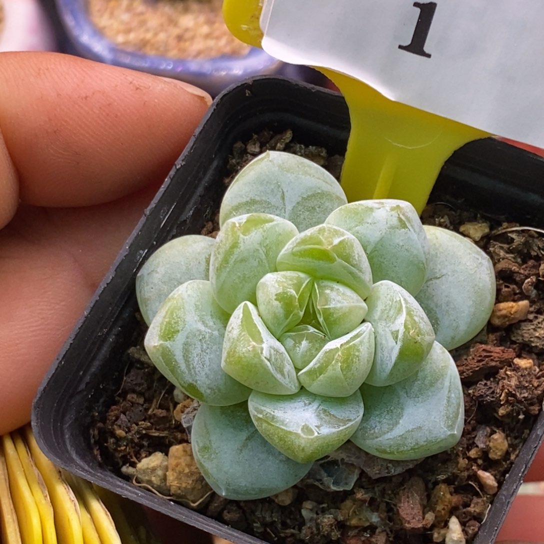 81翡翠冰玉开播福利……