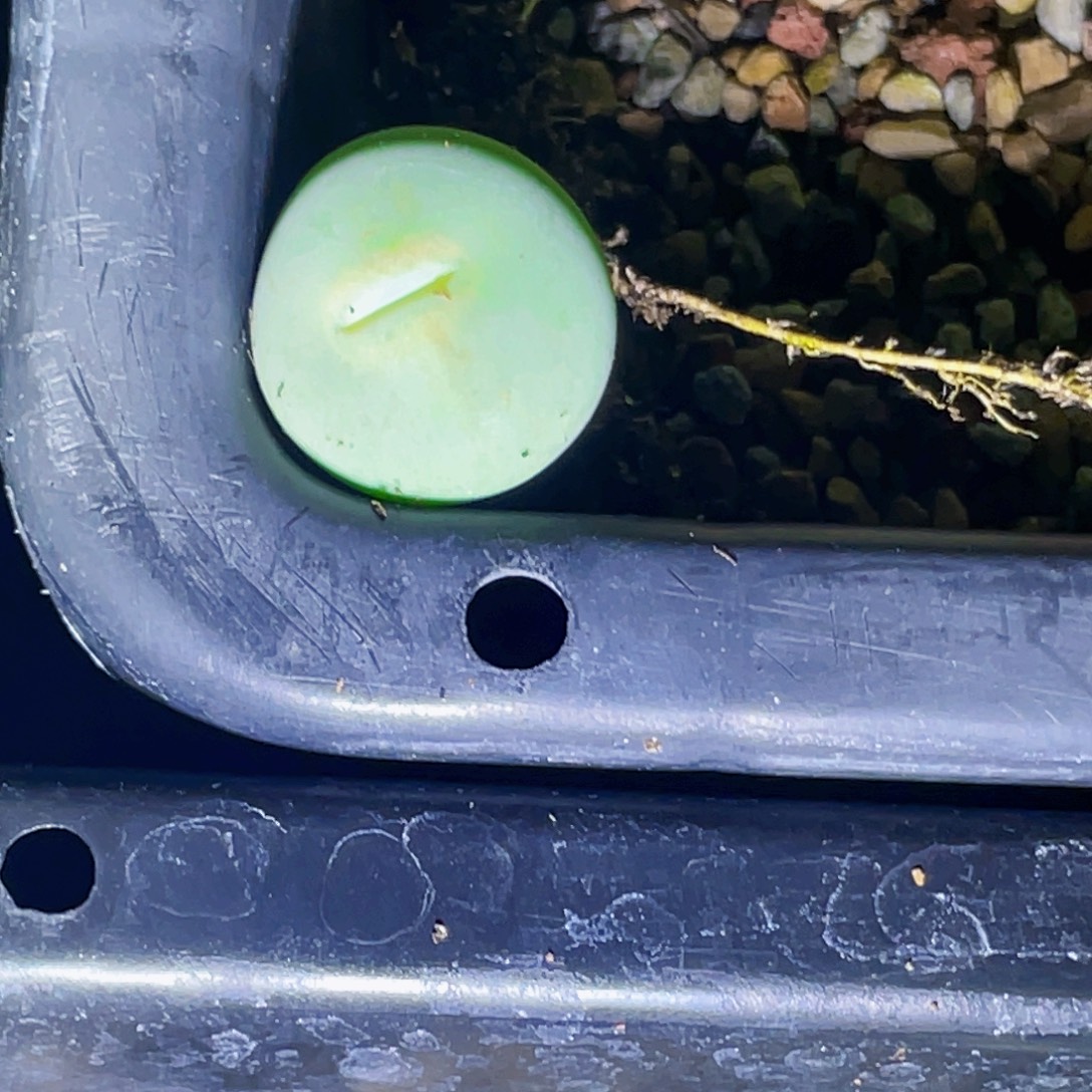 爱***贝玻尿酸大嘴嘟嘟嘴植物一物一拍