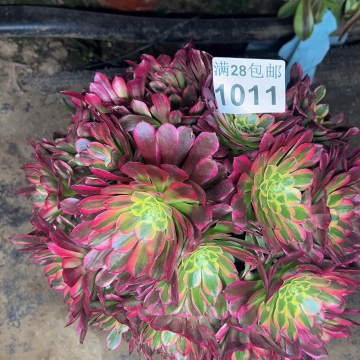 1011朝霞多肉植物