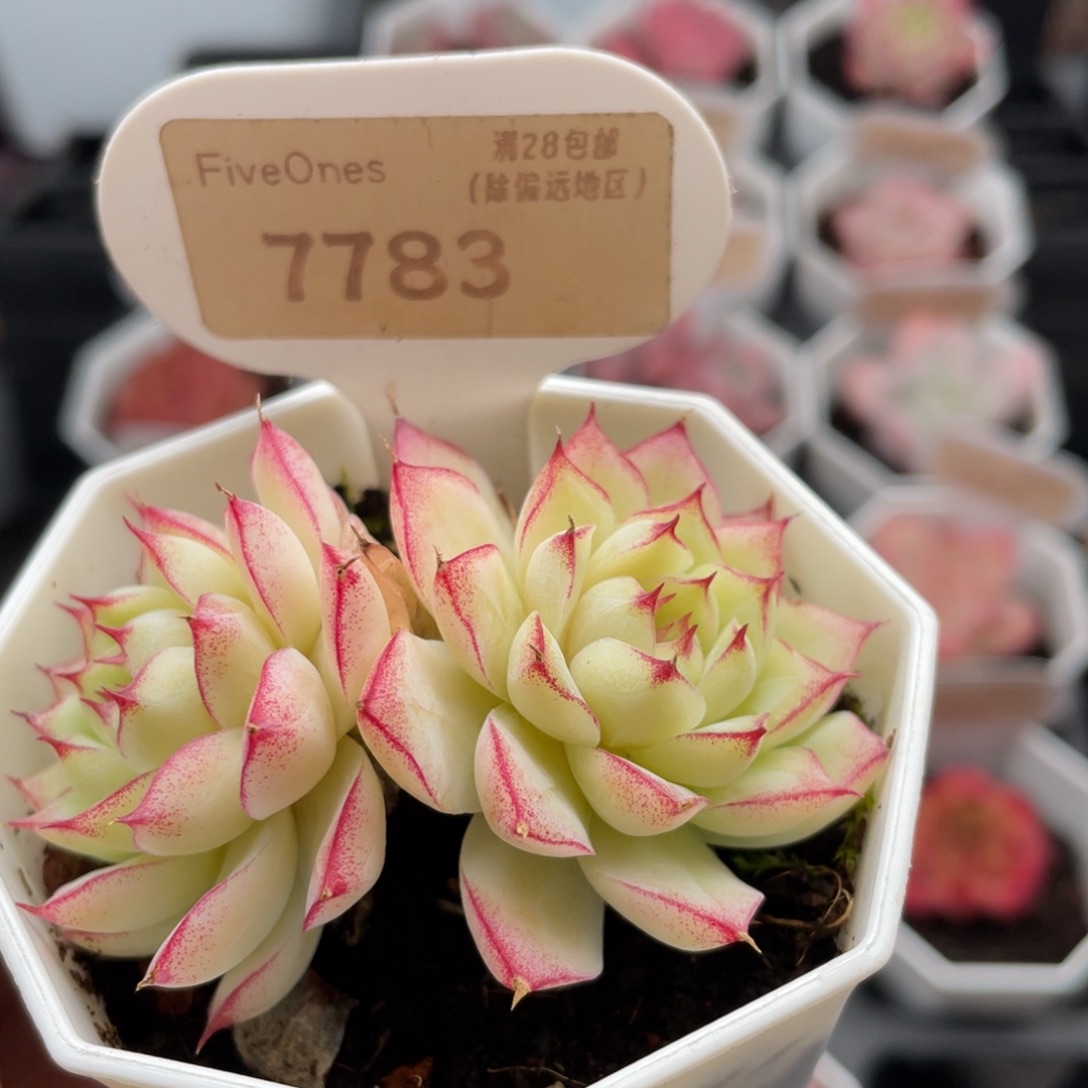 红边女王7783-6.0厘米