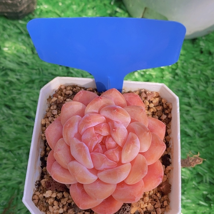 多肉植物，开心多肉