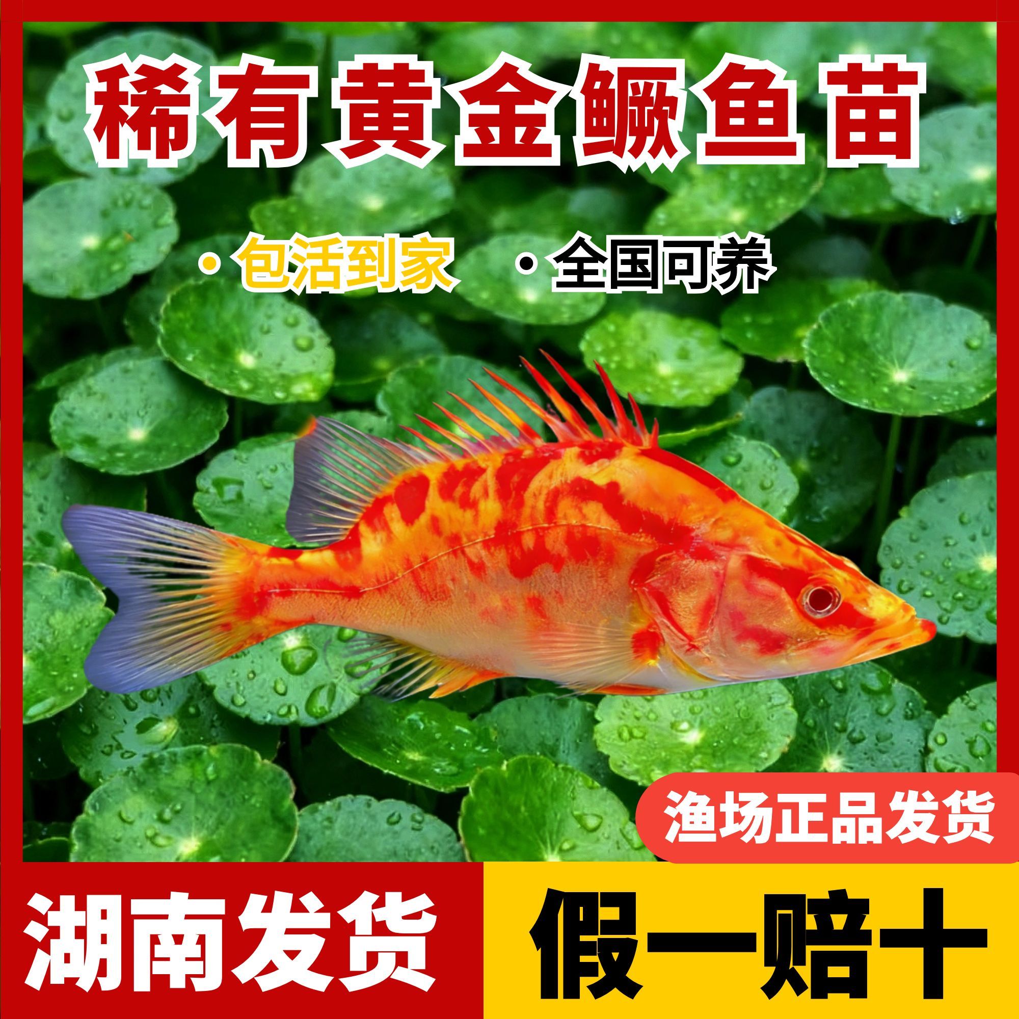 红眼白子赤焰中国虎热带观赏鱼活体耐养适合新手