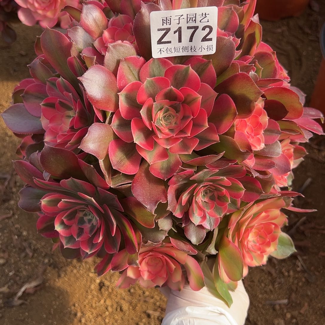 172香妃尺寸25左右