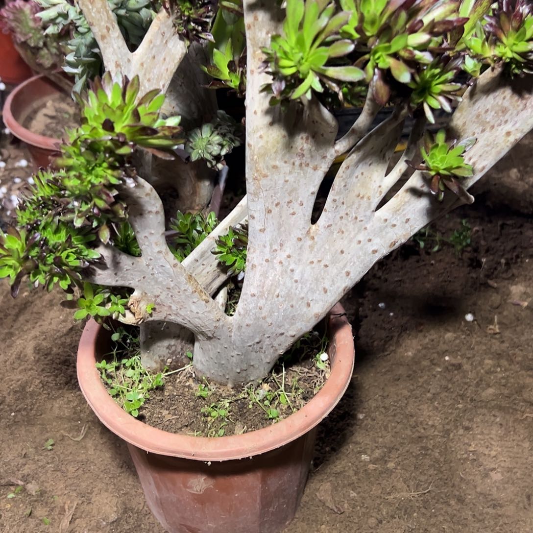 心***语多351肉植物黑法师缀花