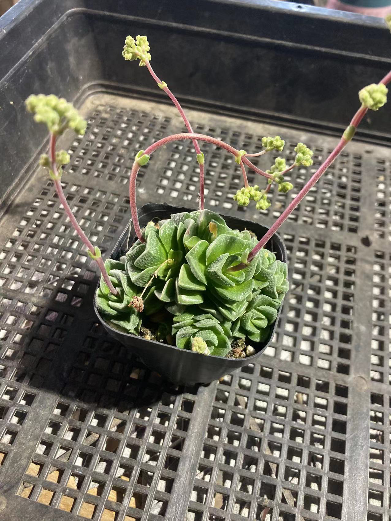 多肉植物 桃乐斯满12.9包邮