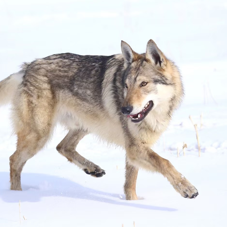 【天津圣捷犬舍捷克狼犬】 活体 狗狗 