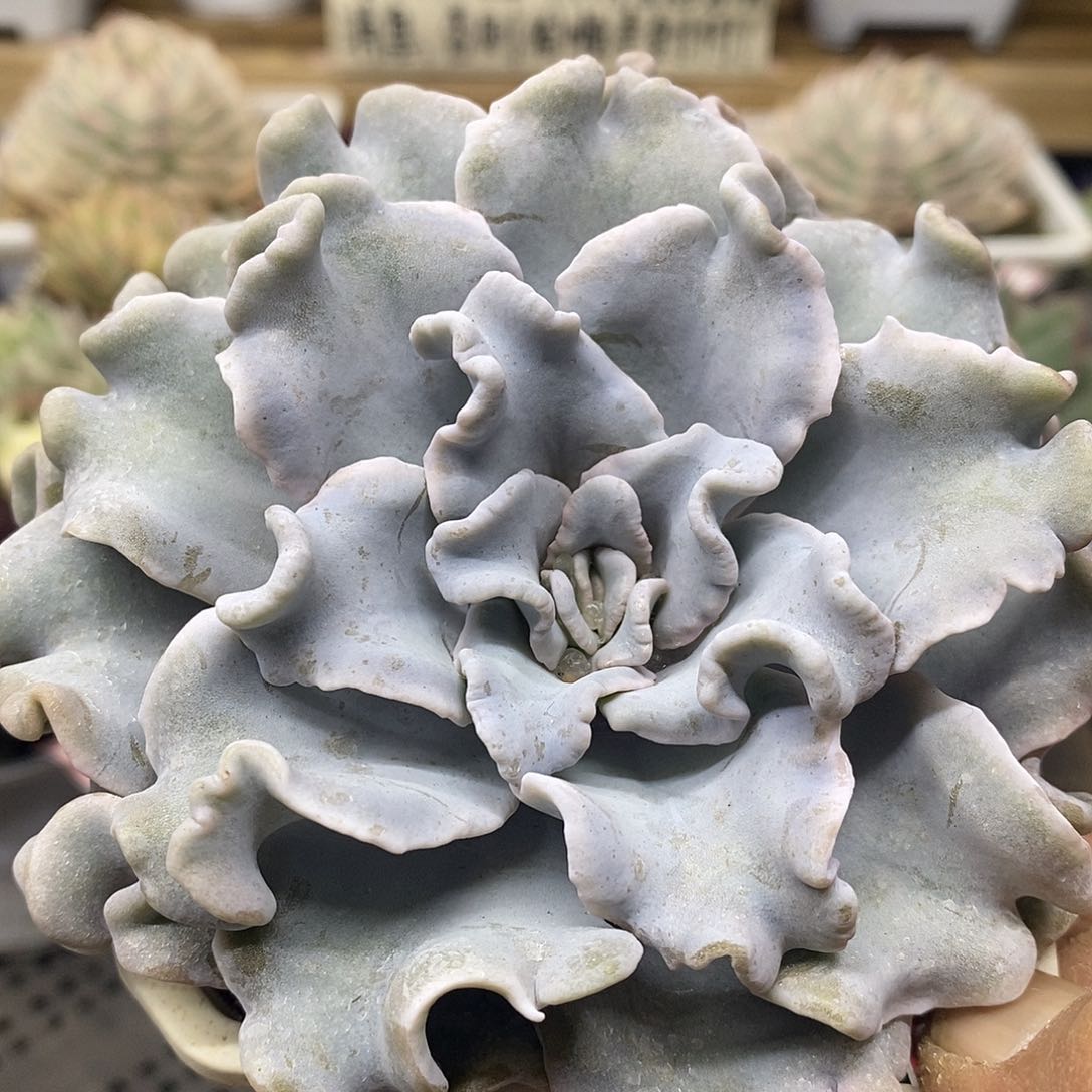 0682 芭蕾舞者 需延时发货