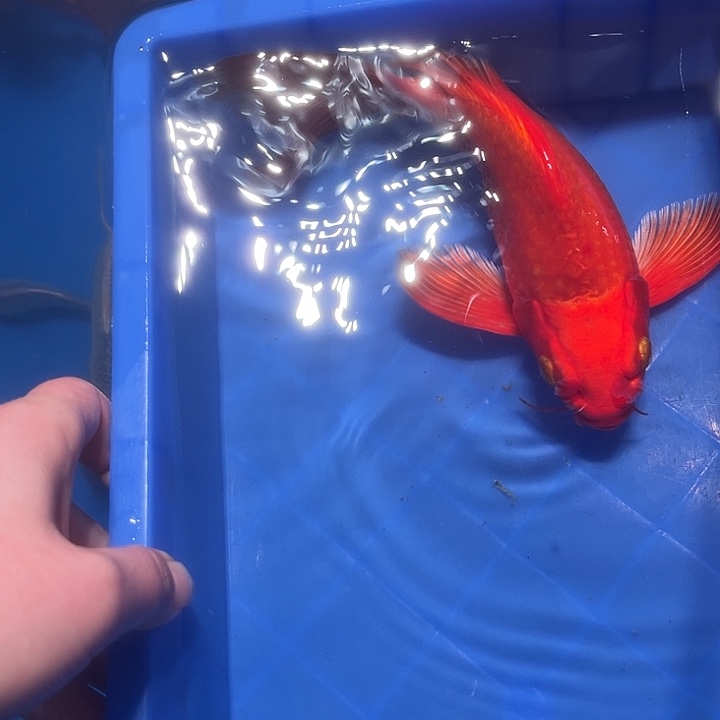 小***米海水鱼渔场直发1号链接