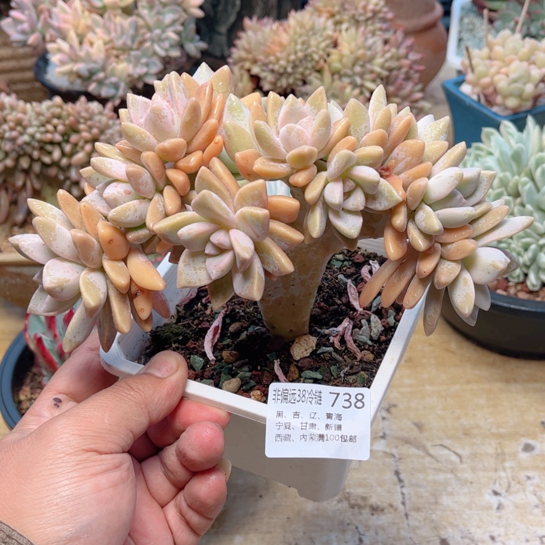 738淡雪缀德华多肉