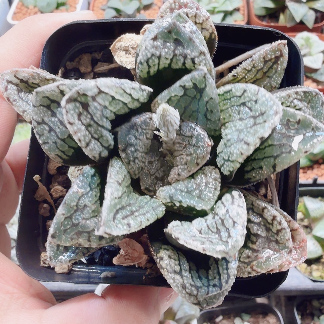 十二卷福利魔多母本