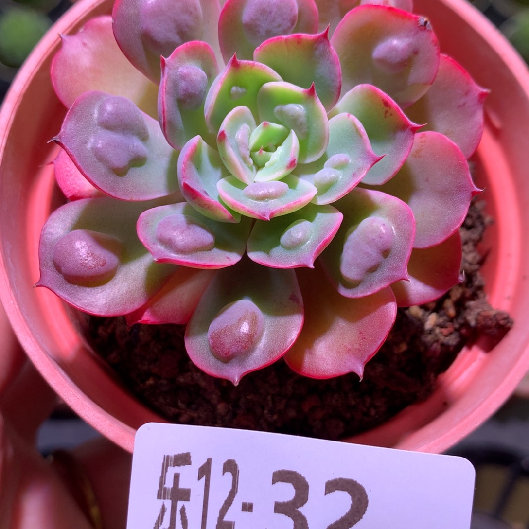乐然12-32 雨滴单头 