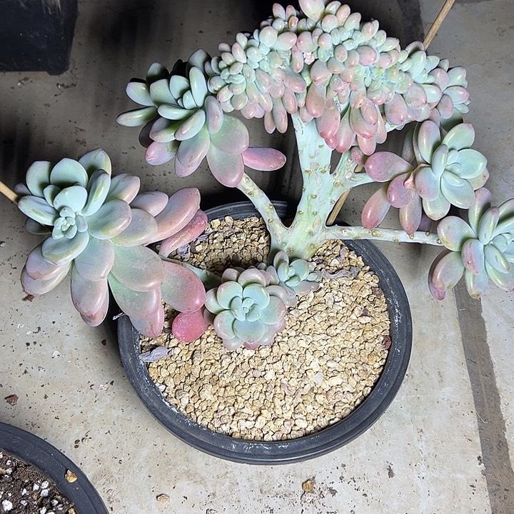 洛神群生缀化多肉