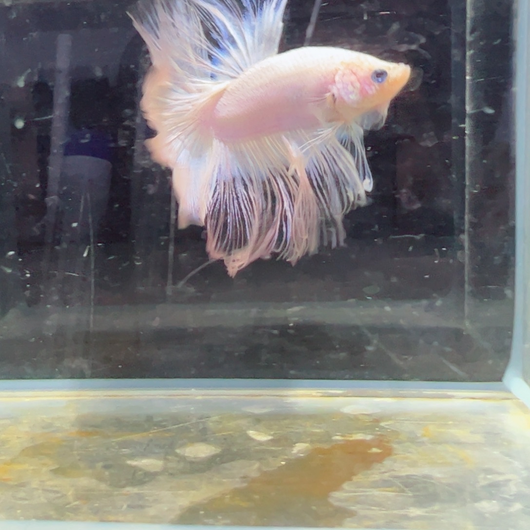 斗鱼浅色特殊尾hhhh