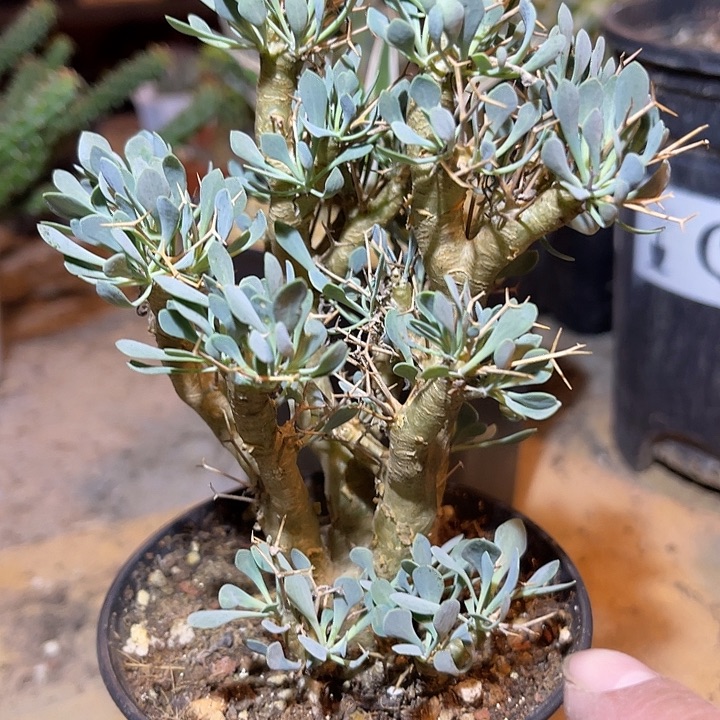 满38包邮2天凑单，脱土晾根发货多肉植物