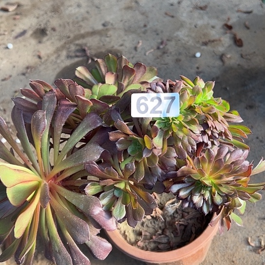 越***好多肉植物一个有伤627