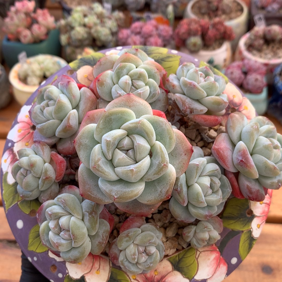 冰玉一物一拍 029