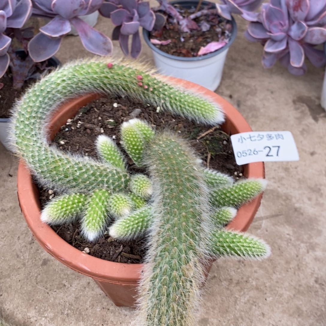 小七夕多肉九尾狐27