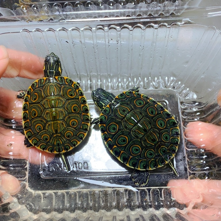 巴西彩龟不分公母2个大河