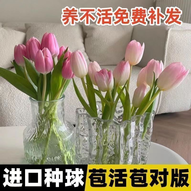 进口大球郁金香水培水养种球5度球土培郁金香花球室内室外阳台花