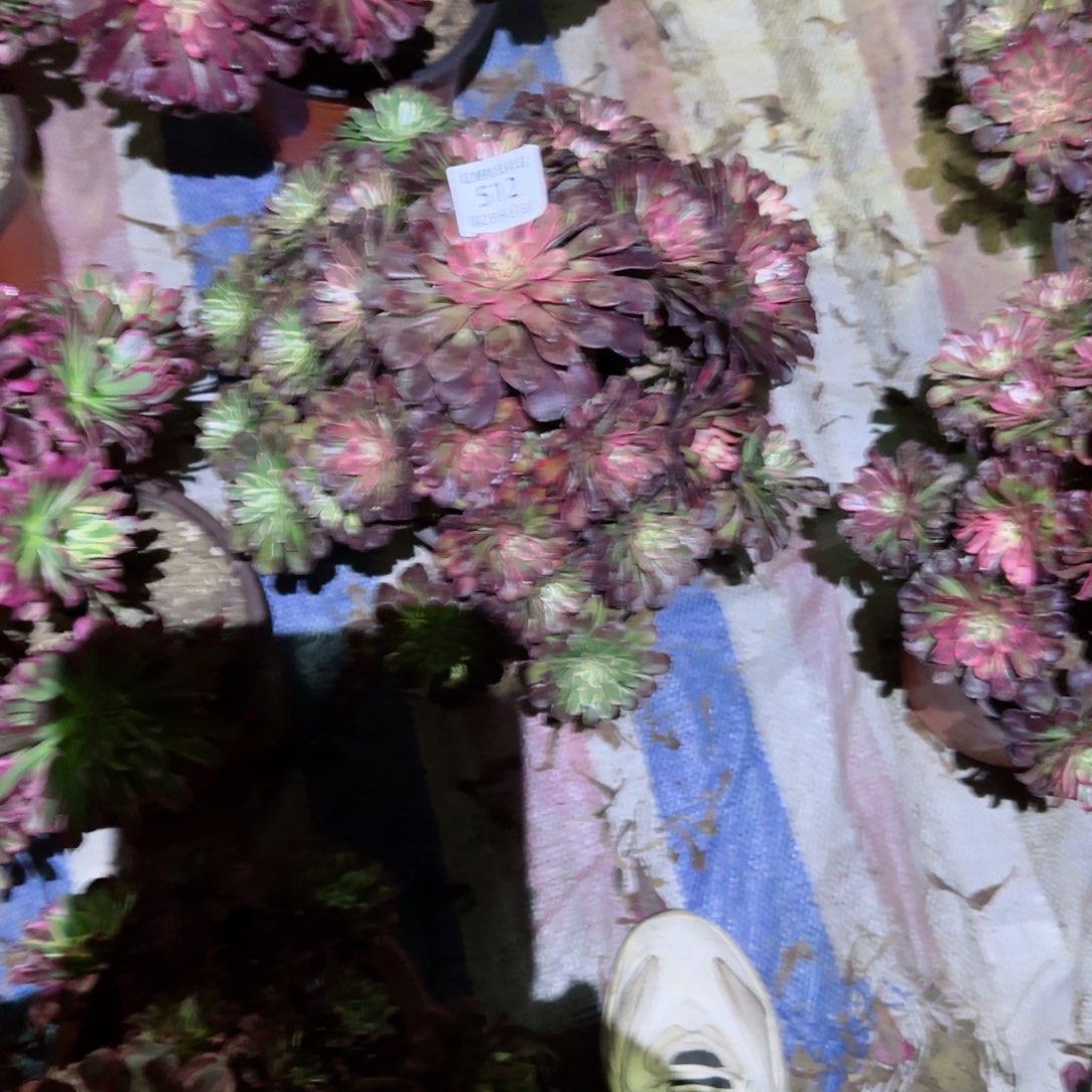 雪姬法师多肉512