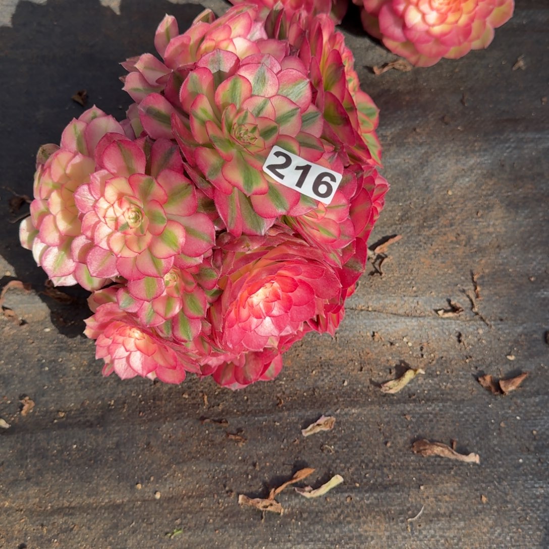 不***心216多肉植物倾城多肉