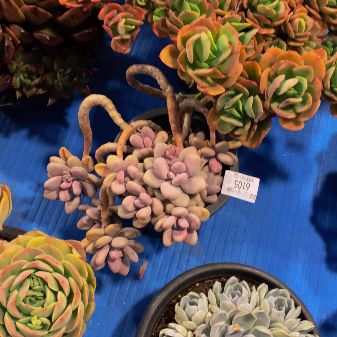 用****16105淘蛋多肉