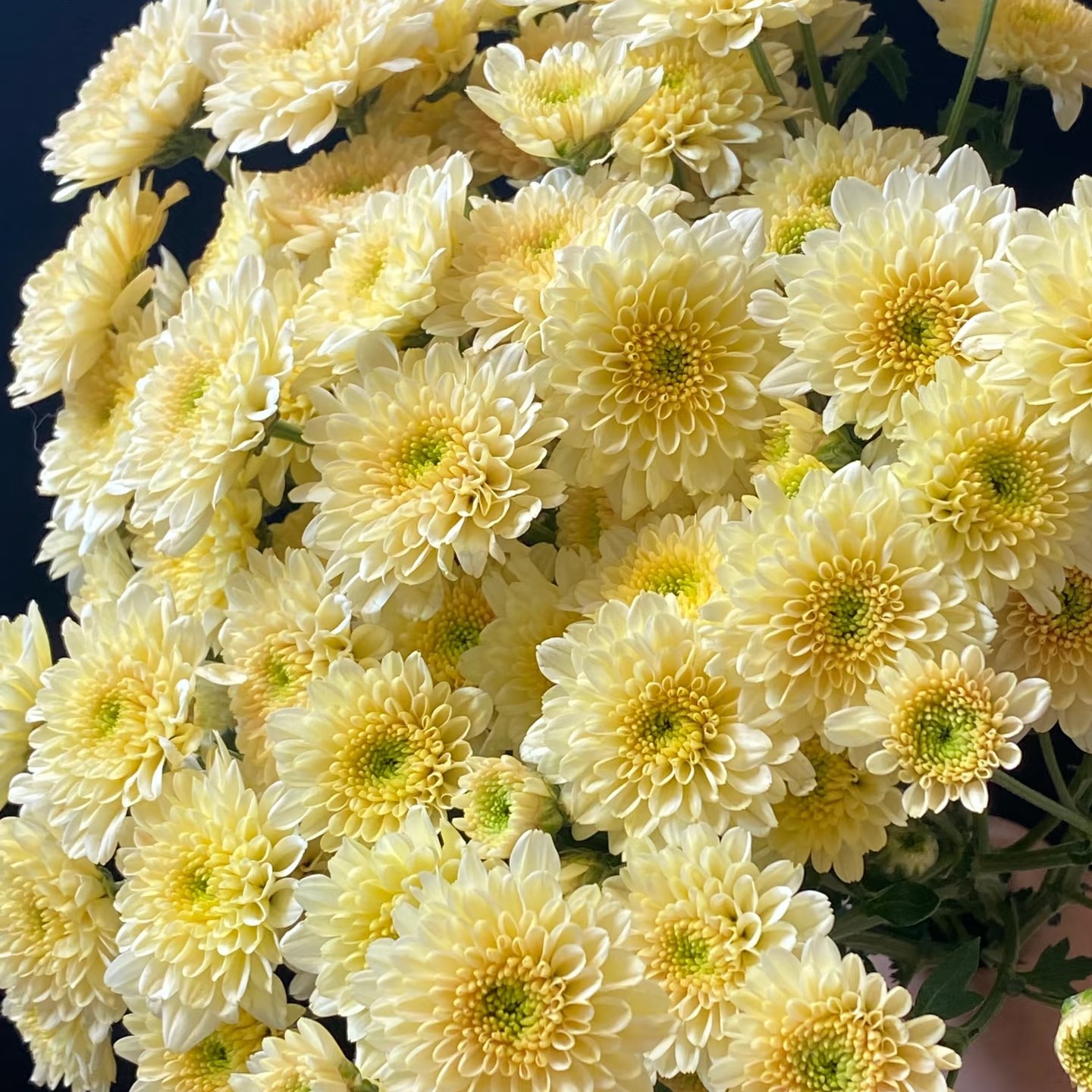 【九月阳光】小菊家用鲜花/花束   云南鲜花基地直发
