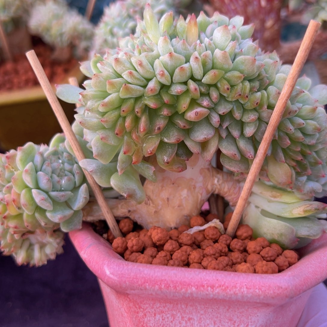 新年快乐啊宝宝们有瑕