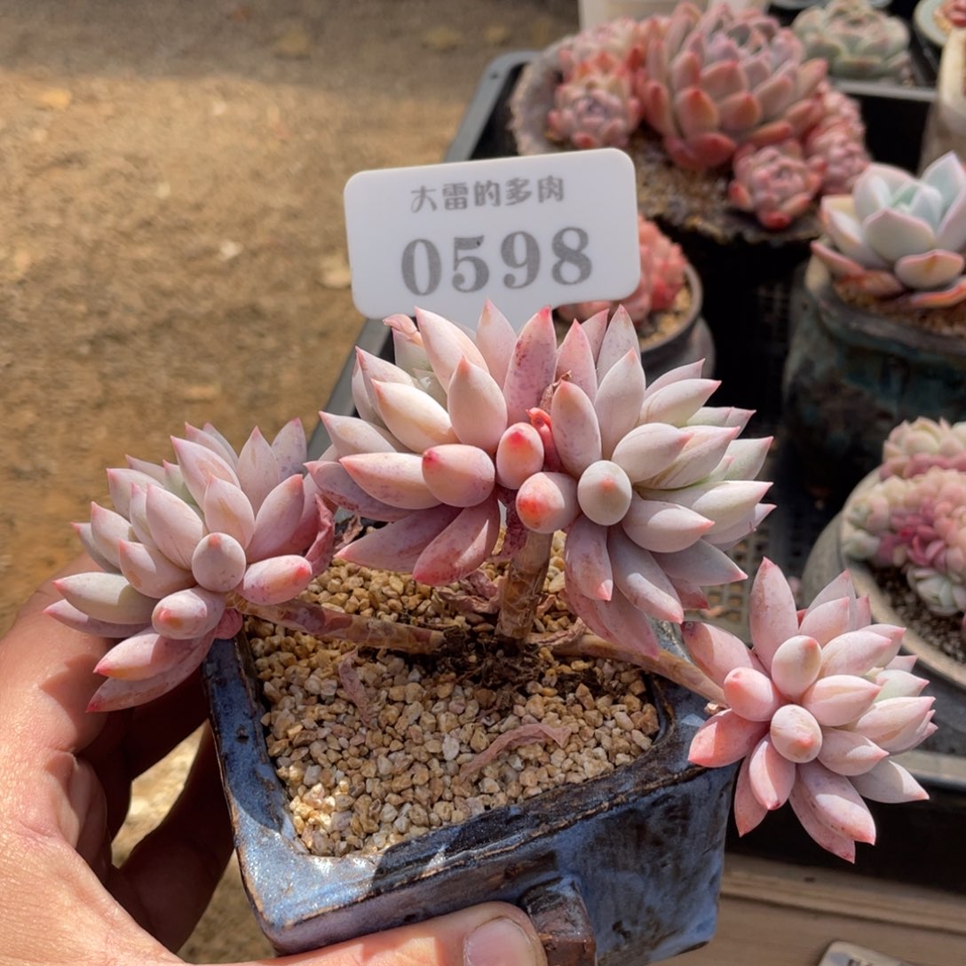 0598所罗门不带盆14厘米