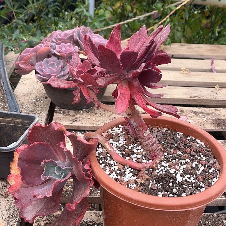 红陶可**丁钻石锦多头无砍