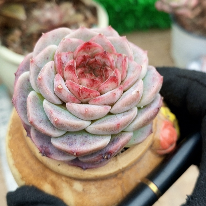 蓝孔雀单头有糖心多肉