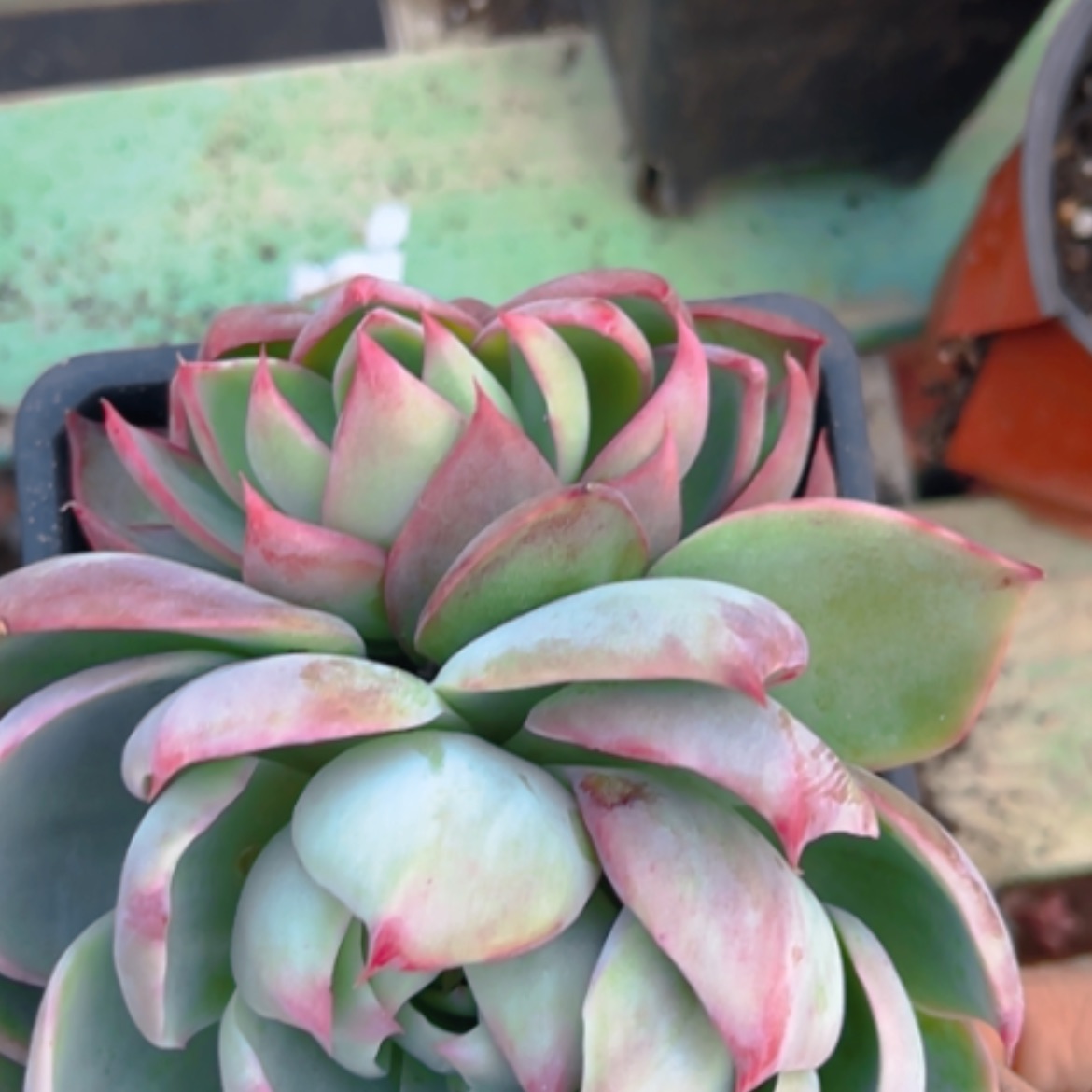 【闪购商品】惊鸿仙子15305