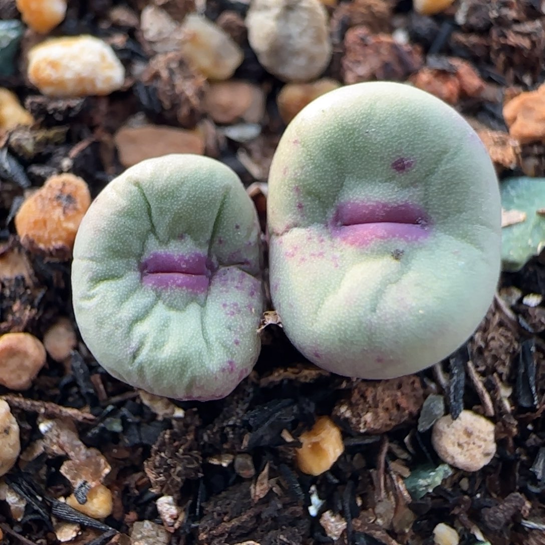 多肉植物1380B漏124号