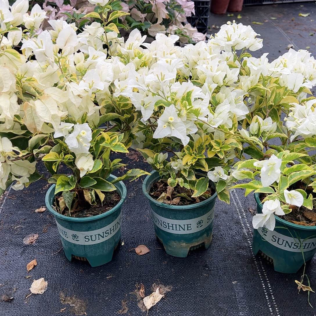 大部分花苞少量开放金边白掌中宝一颗