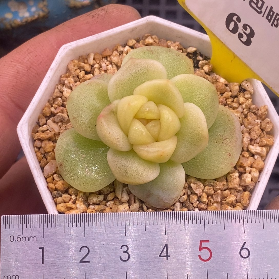 563冰玉锦单头，富轮