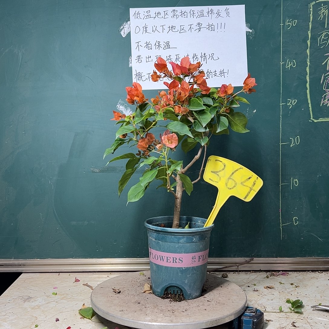 完全开放暗斑夕阳红364