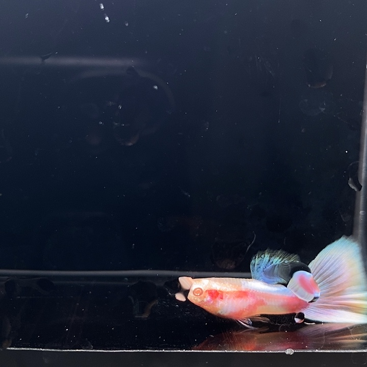 法兰星幻彩粉尾2公2母