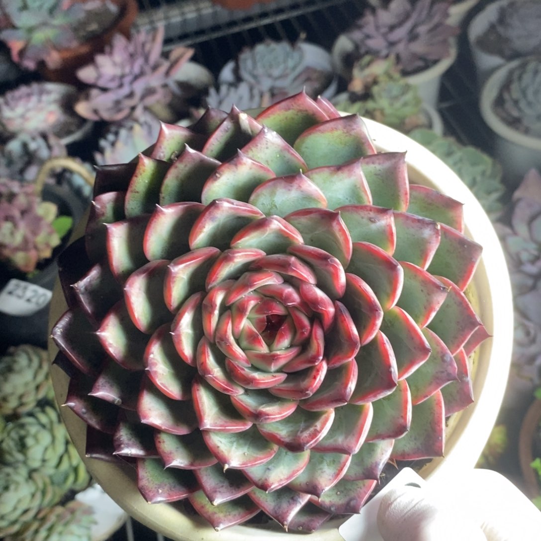 2324不知名一物一拍