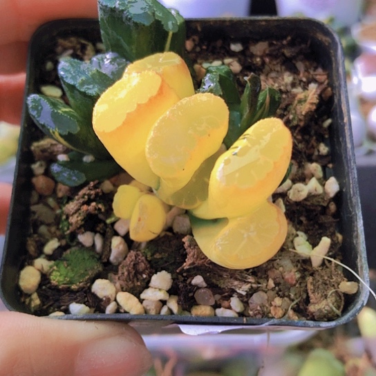 无花朵0814，北斋玉扇锦群