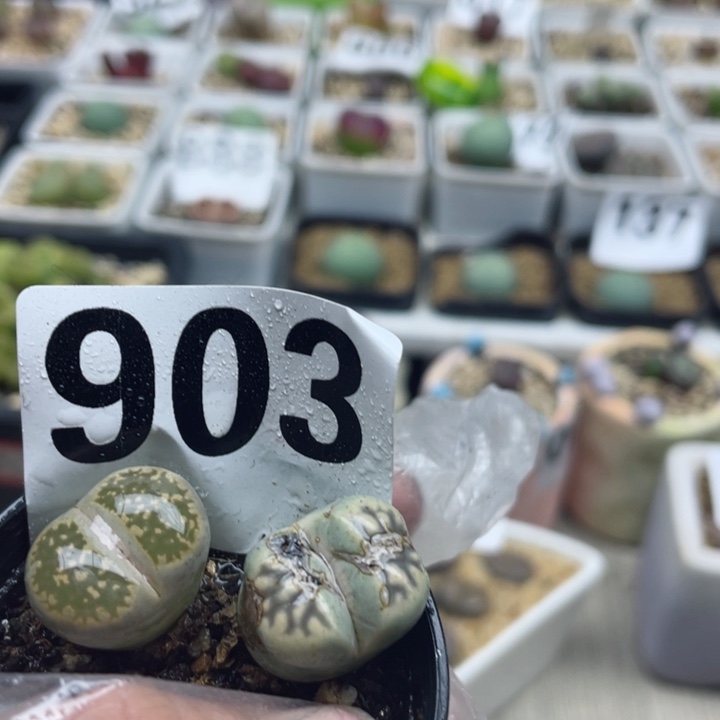 903母本两颗带盆