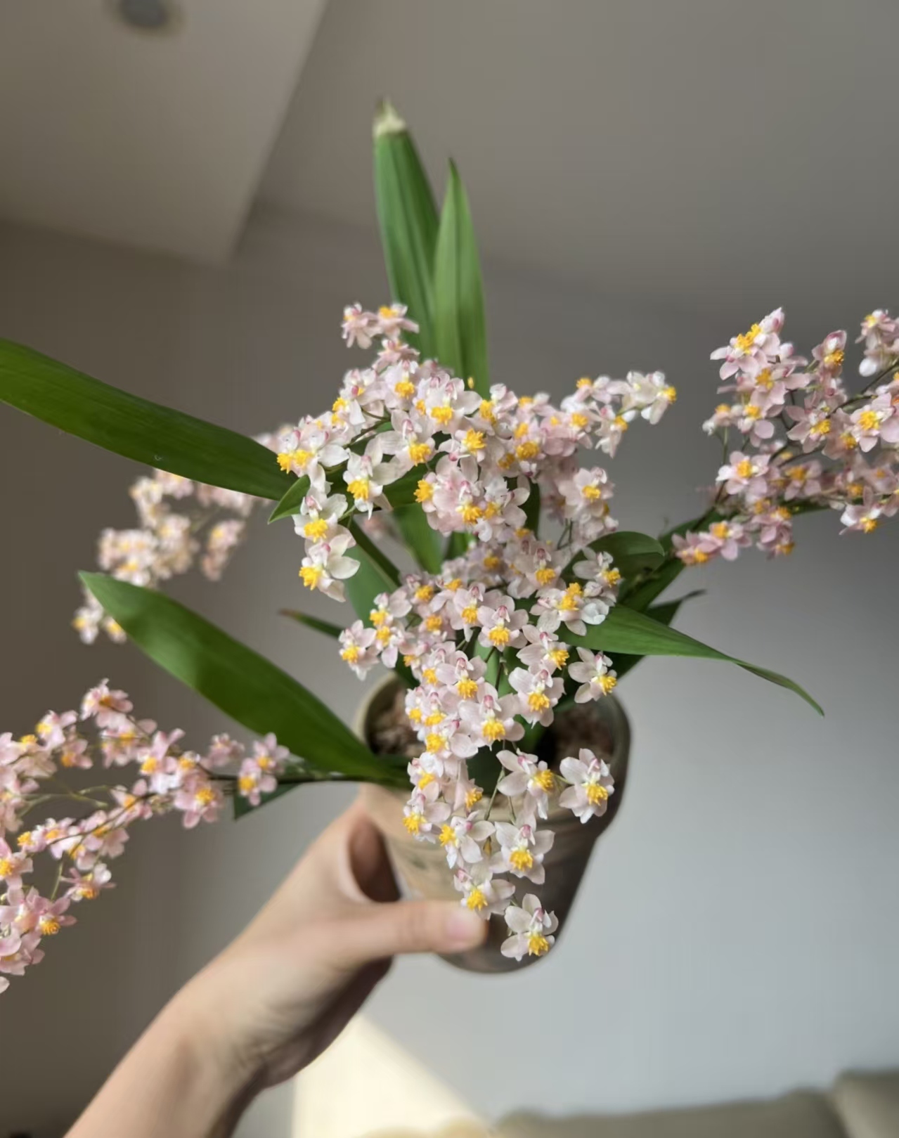 【新品】梦香兰  浓香型 好种好养室内兰花