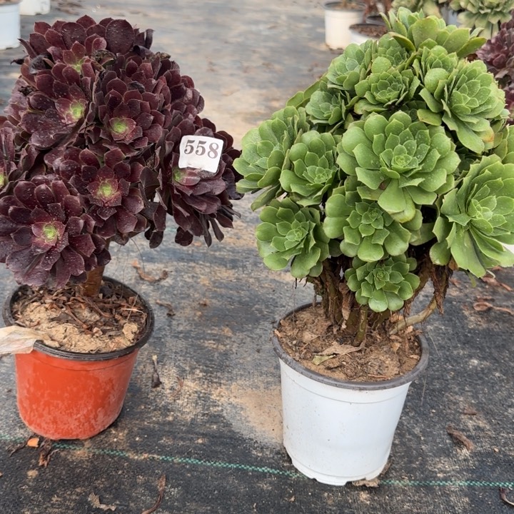 558欧紫➕绿杨蓉。  包邮