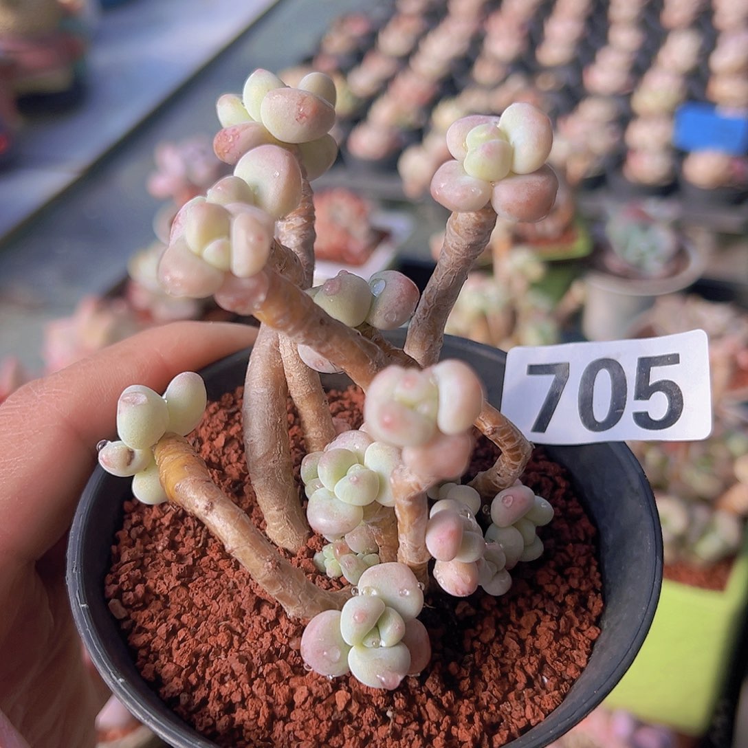 一物一拍30包邮6666