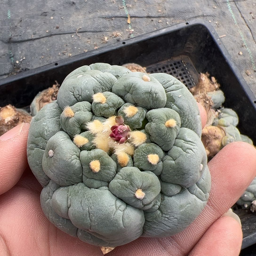 仙人球测压大油1500